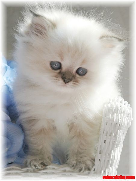 Blue Lynx Point Himalayan Girl Cat