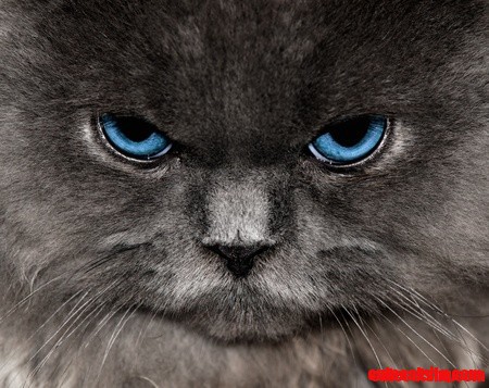 Blue Blue Eyes- Everyone Loves This Cat