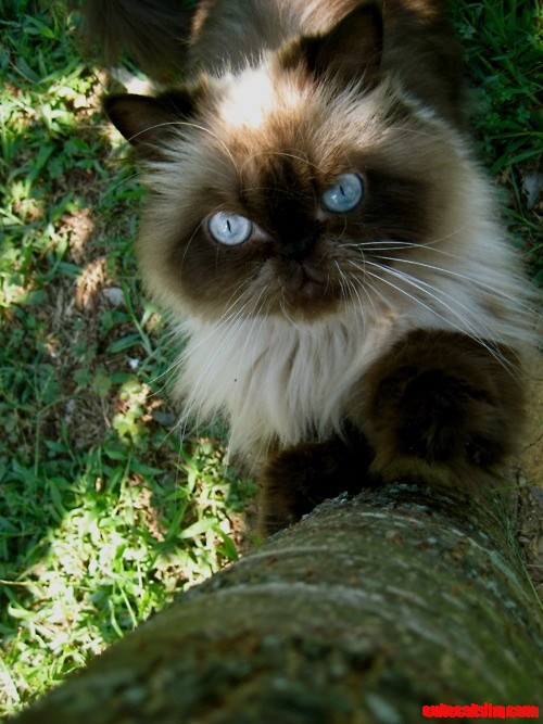 Blue Cat Eyes