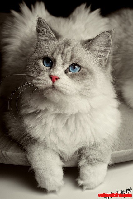 Blue Eyed Kitty