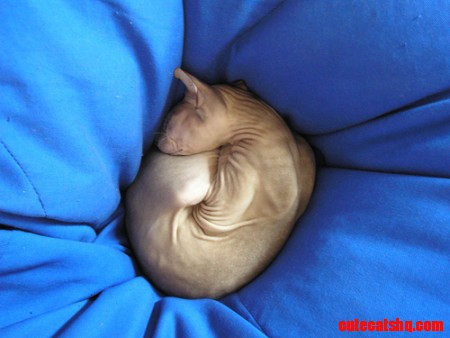 Bold Cat