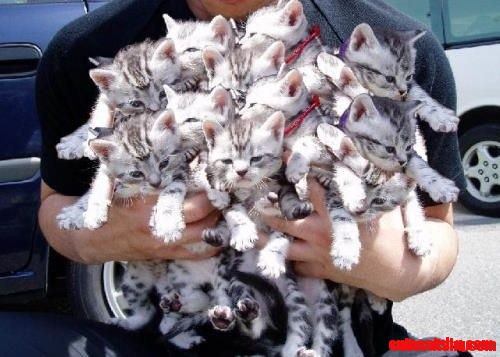 Bouquet of Kittens