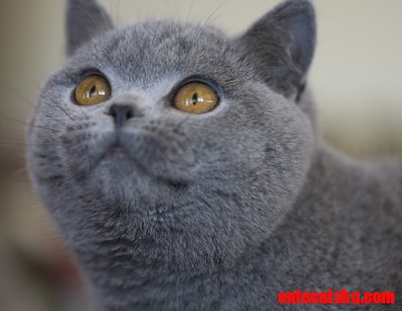 British Short Hair Cat