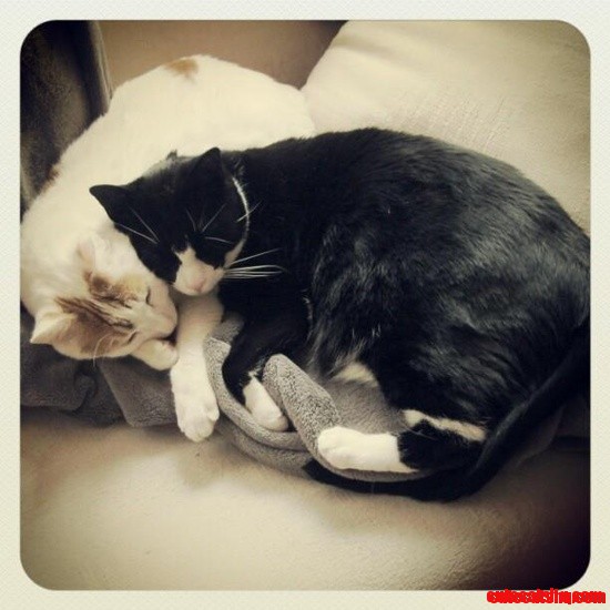 Bromance