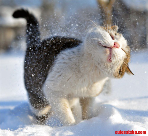 Brrr, This Stuff Is Cold.