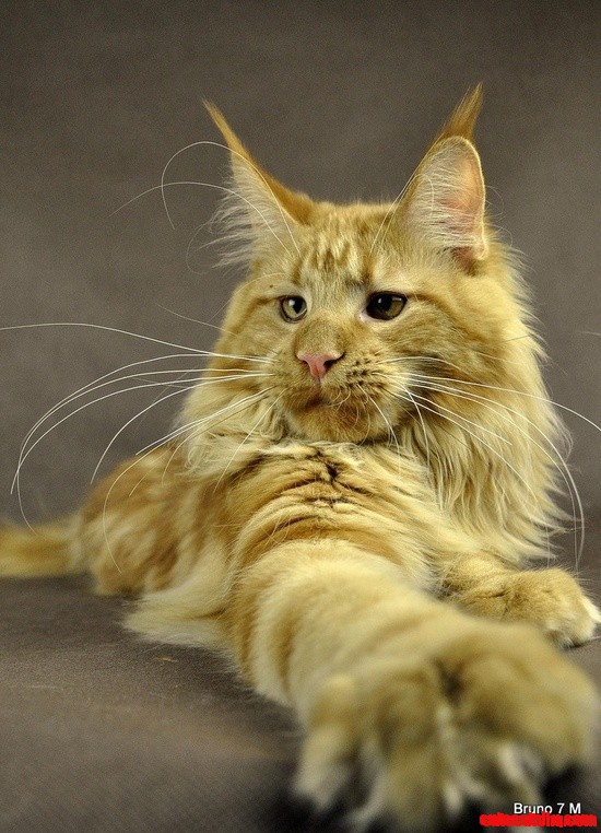 Bruno - Maine Coon Cat