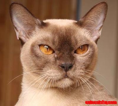 Burmese Cat