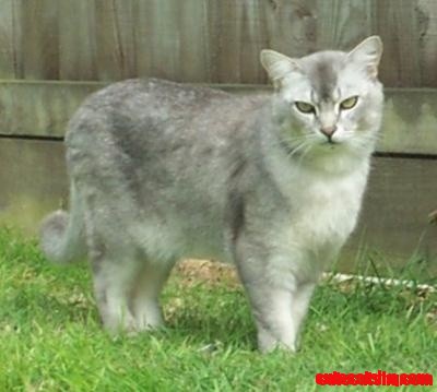 Burmilla Cat