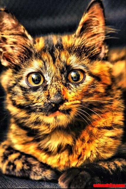 Tortoiseshell cat