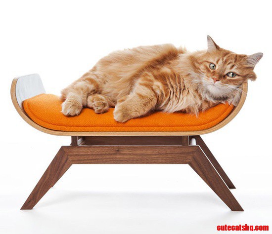 Canopy Cat Lounge for the Cat with a Taste for Modern Design
