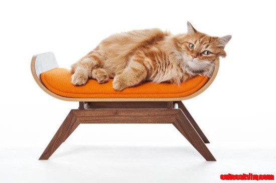 Cat Canopy Lounge - My Cat Would Feel Like a King on This!