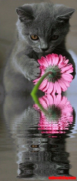 Cat &#038; Flower Reflection