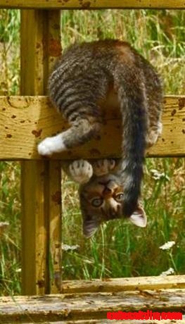Cat from Another Perspective