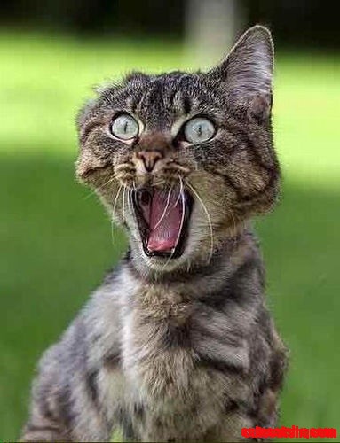 Cat Lol