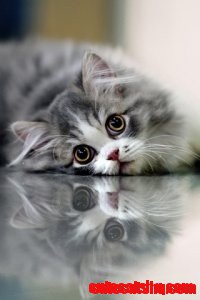 Cat Reflection