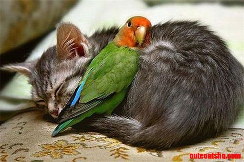 Cat and a Parrot