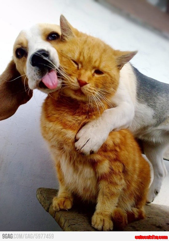 Cat and Dog Friendship