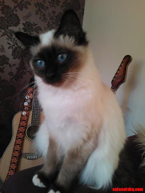 Cat and Guitar