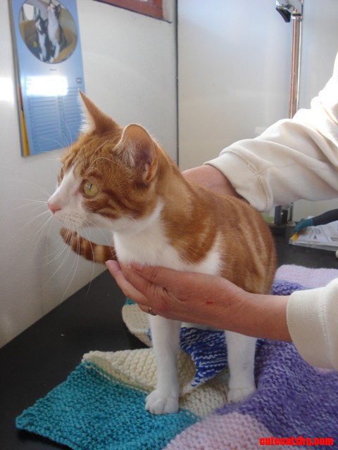 Cat at Vet
