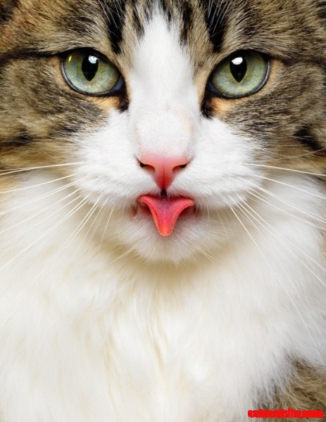 Cat Blah