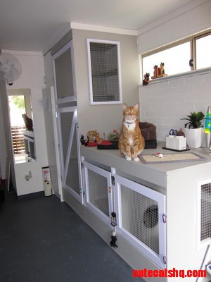 Cat Home