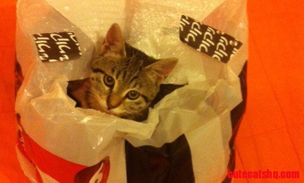 Cat in a Bag