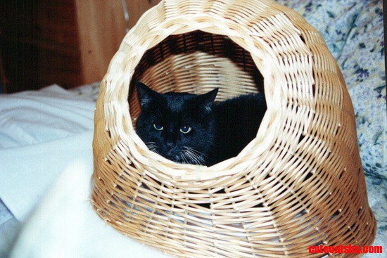 Cat in a Basket