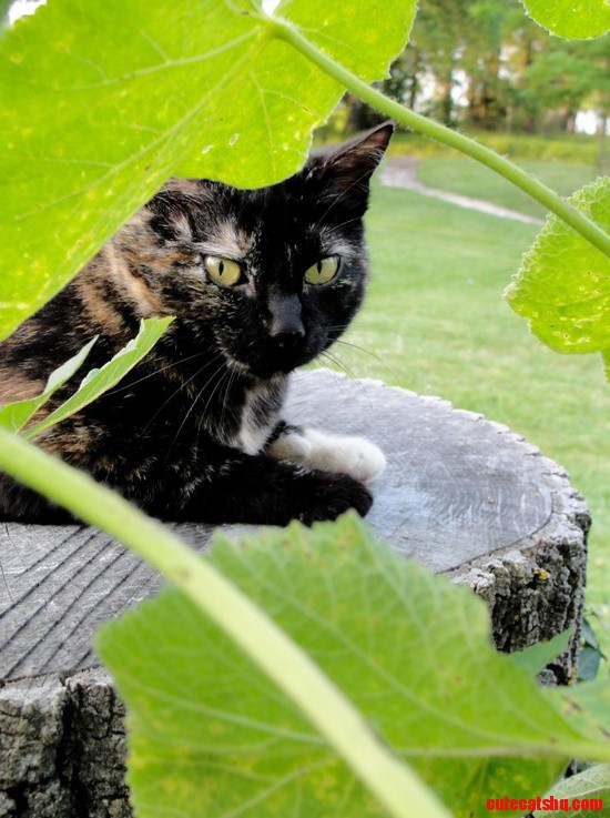 Calico cat