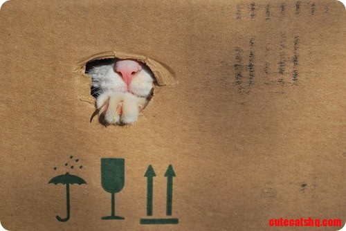 Cat in Box