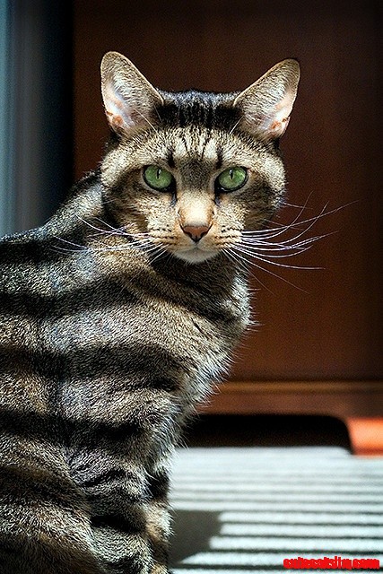 Cat in Shadows