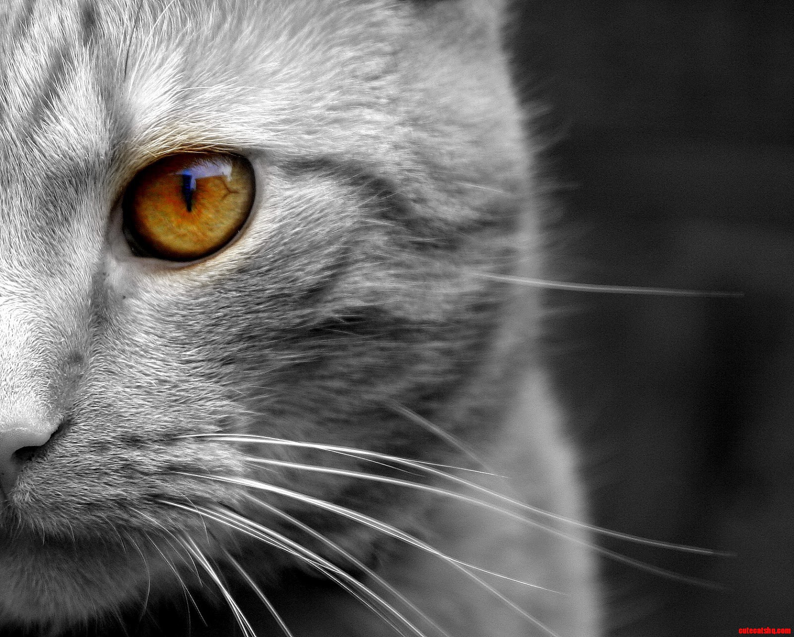 Cat Look