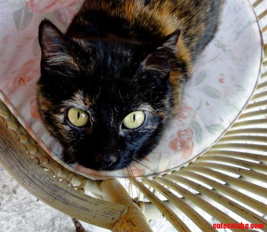 Tortoiseshell cat
