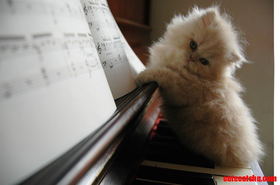 Cat Playing Piano