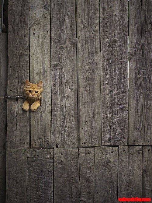 Cat Through the Fence