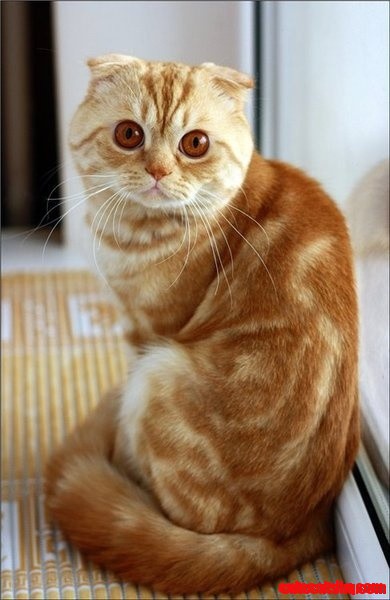 Cat - Very Unusual Coloring...but So Beautiful