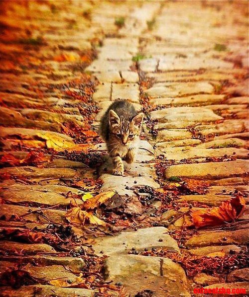 Cat Walking Down the Street