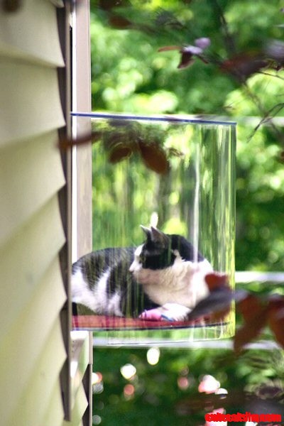 Tuxedo cat