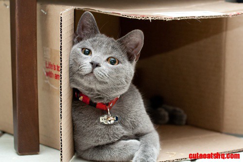Cat with Good Attitude