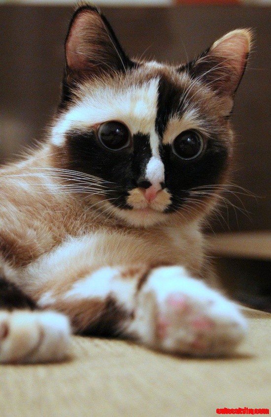 Cat with Great Colors