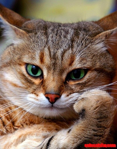 Catitude!