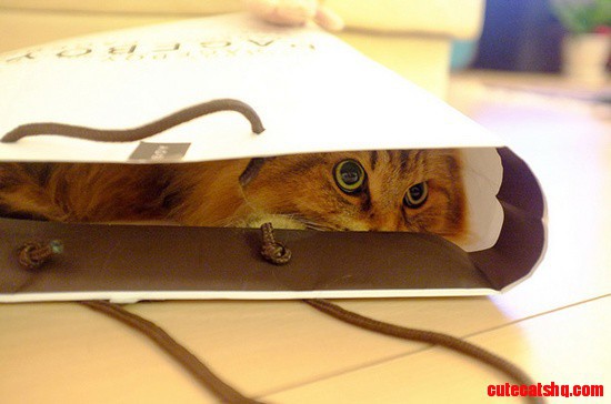 Cats in Shopping Bags