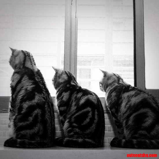 Cats in a Row