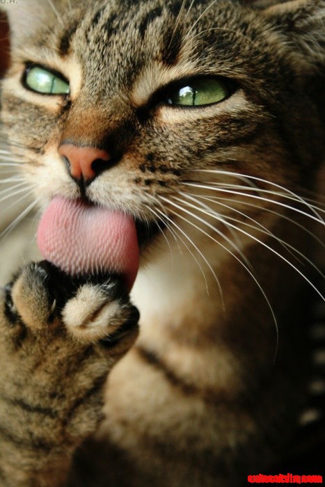 Cats Keeping Clean and Pretty