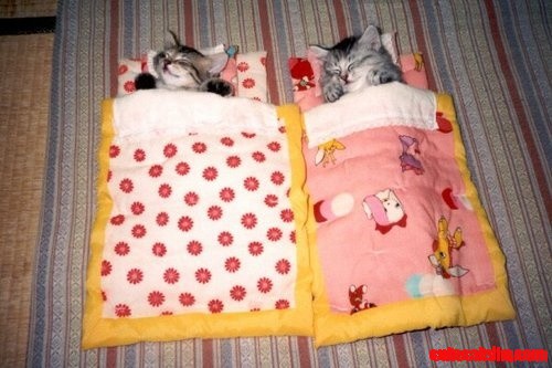 Cats N Cats