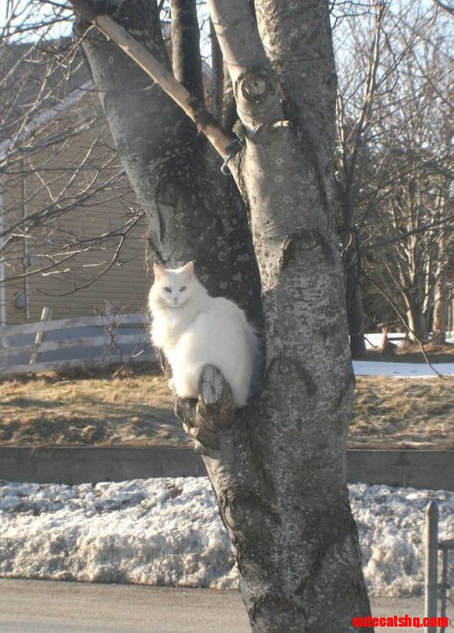Cats17