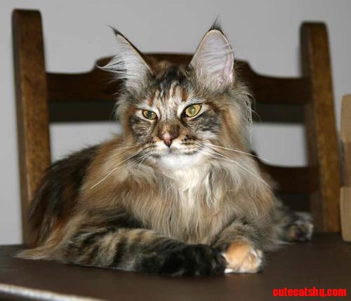 Calico cat