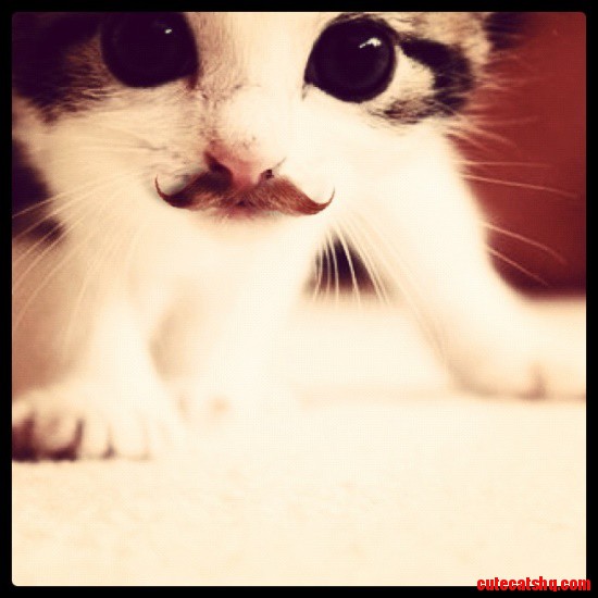Catstache