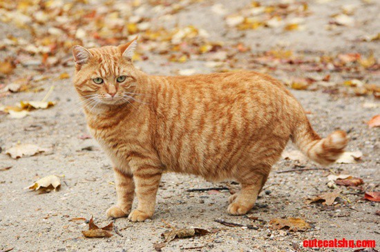 Catster