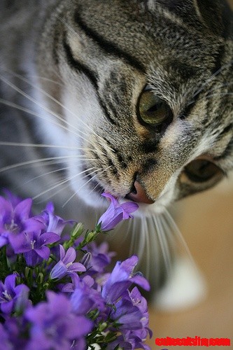 Cerise Cat