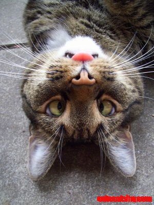 Chat Cat